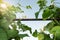 White flowers of the common bean plant Phaseolus coccineus growing in the garden on a trellis against the blue sky and sunlight