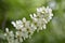 White flowers of the common chrem prÃºnus pÃ¡dus or Bird cherry raceme