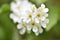 White flowers of the common chrem prÃºnus pÃ¡dus or Bird cherry raceme