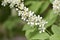 White flowers of the common chrem prÃºnus pÃ¡dus or Bird cherry raceme