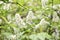 White flowers of the common chrem prÃºnus pÃ¡dus or Bird cherry raceme