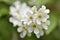 White flowers of the common chrem prÃºnus pÃ¡dus or Bird cherry raceme