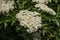 White flowers of common elder