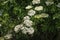 White flowers of common elder