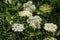 White flowers of common elder