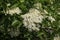 White flowers of common elder