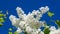 White flowers on Common lilac or Syringa vulgaris macro against blue sky, selective focus, shallow DOF