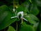 White Flowers Contrast On Green Leaves