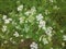 White flowers of coriander plants, in spring season