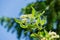 White flowers Cornus alba Elegantissima or Swidina white on blurred dark green background. Blooming branch of variegated shrub