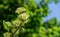 White flowers Cornus alba Elegantissima or Swidina white on blurred dark green background. Blooming branch of variegated shrub