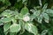 White flowers Cornus alba Elegantissima or Swidina white on blurred dark green background. Blooming branch of variegated shrub