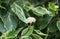 White flowers Cornus alba Elegantissima or Swidina white on blurred green background. Blooming branch of variegated shrub