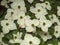 White flowers on a Cornus kousa dogwood shrub