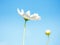 White Flowers Cosmos in the meadow, blue sky background.