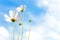 White Flowers Cosmos in the meadow, blue sky background.