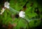 White flowers covered with spider web 1