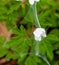 White flowers covered with spider web 2