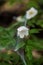White flowers covered with spider web 4