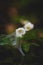 White flowers covered with spider web 5