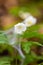 White flowers covered with spider web 6