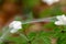 White flowers covered with spider web 7