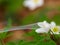 White flowers covered with spider web 8