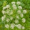White flowers of cowbane - Cicuta virosa