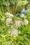 White flowers of Cowbane, Water Hemlock, Cicuta virosa, with insects