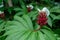 White flowers Crape ginger are growing in the herbs graden.