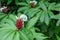 White flowers Crape ginger are growing in the herbs graden.