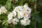 White flowers of Crataegus monogyna, Common hawthorn, oneseed hawthorn