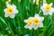 white flowers daffodil on grass background. spring