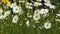 White flowers daisies or chamomile in a flower bed in a garden swaying in a light breeze