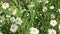 White flowers daisies or chamomile in a flower bed in a garden swaying in a light breeze