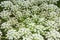 White flowers of Daucus carota closeup. Blooming flowers of wild carrot