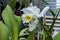 The white flowers of dendrobium close up in the orangery of the botanical garden