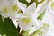 White flowers Dendrobium orchid, living tropical plant.