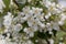 White flowers of a Deutzia scabra
