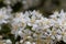 White flowers of a Deutzia scabra