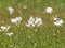 White flowers of Dropwort, Filipendula vulgaris