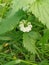 White flowers of dull nettles. Bloom