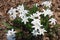 White flowers in early spring afternoon