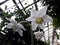 White flowers of Eucharis in the greenhouse.