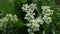 White flowers. Euphorbia or Euphorbia bordered beautiful annual with creeping rhizome stems