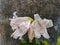 White flowers during evening nature