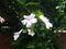 White flowers among exuberant plants in a city location in south america