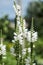 White flowers of false dragonhead