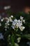 White flowers and flower buds of jasmine nightshade (Solanum laxum)