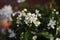 White flowers and flower buds of jasmine nightshade (Solanum laxum)
